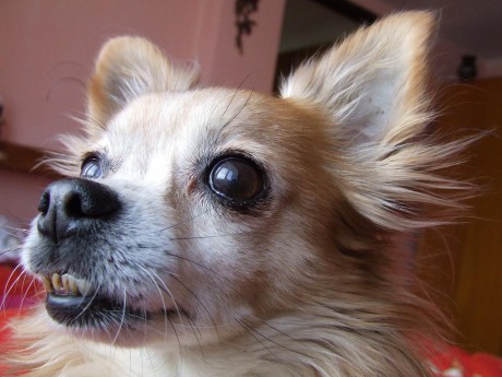 čumín zblízka.JPG